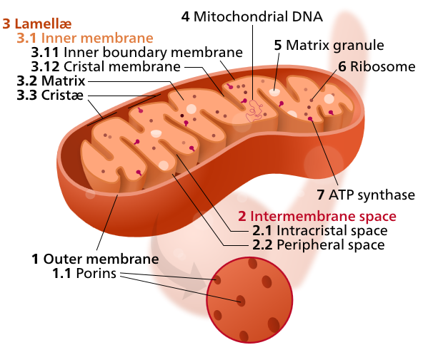 struttura.dei.mitocondri