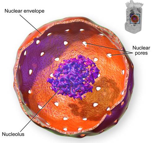 Nucleolo cellulare